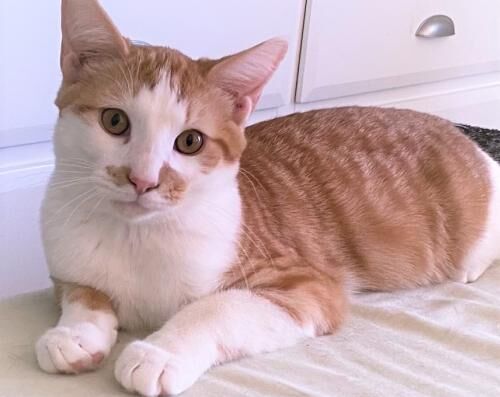 4) Chester.jpg